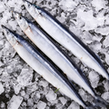 Frozen Single-Frozen Saury Fish